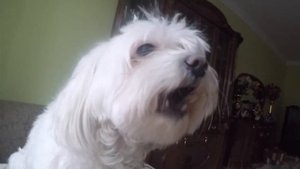 Поющая собака Мальтийская Болонка Maltese sing star)