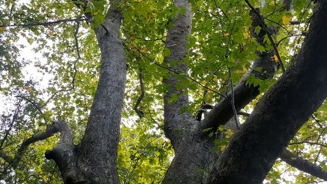 Платан Восточный в Крыму