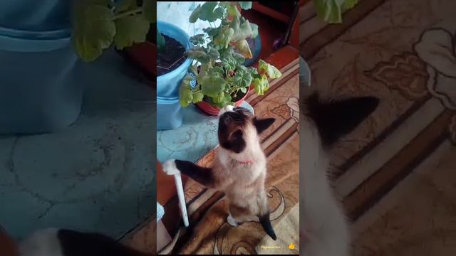 Кошка 🐱 ест цветок герани