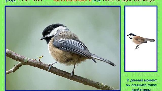 Гаичка. Синица. Голоса птиц смотреть онлайн