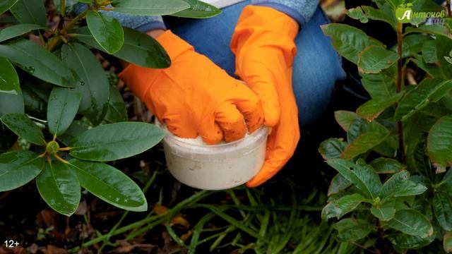 Рододендрон: уход осенью смотреть онлайн