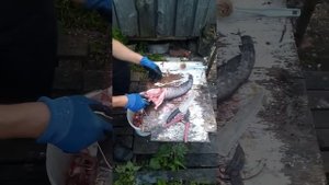 Разделать сома и Берша Судака, для засолки,копчения,вяления.