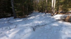 СЕМЬЯ ИЗ ЛЕСА: Поиск рогов продолжается