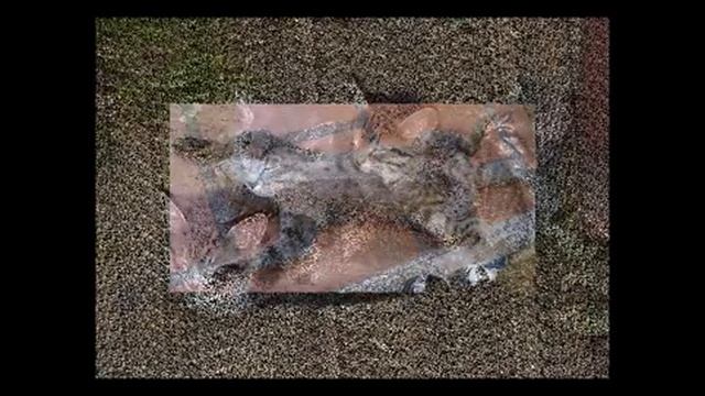 кошки и собаки спят в нелепых позах смотреть онлайн