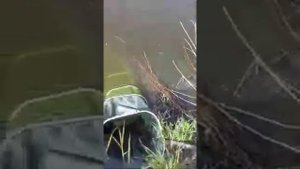 пруд Сухой2 1