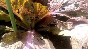 Самый надёжный способ борьбы со слизнями!)  Пекинская капуста - обзор.