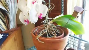 Цветение орхидей в глиняных горшках!