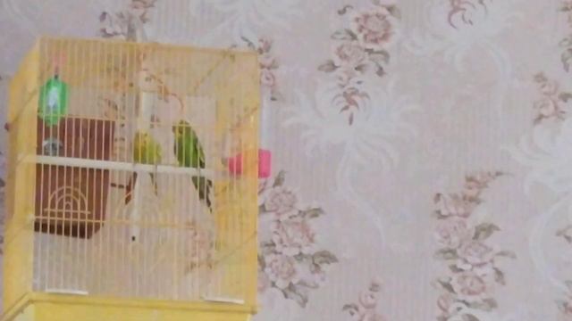 Домашние попугаи. Мамочка не пускает самца в домик.