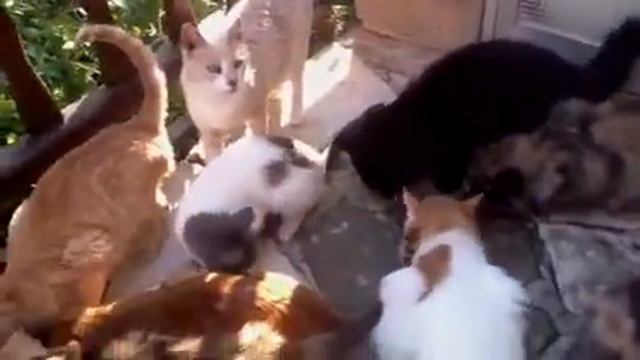 Monastery of St. Nicolas of the Cats/ Коты монастыря Святог смотреть онлайн