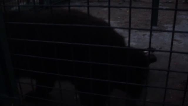 Маша съела свой ужин и Мишкин - плохо))) смотреть онлайн