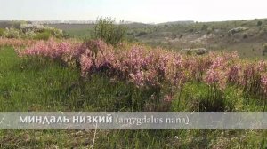 миндаль низкий