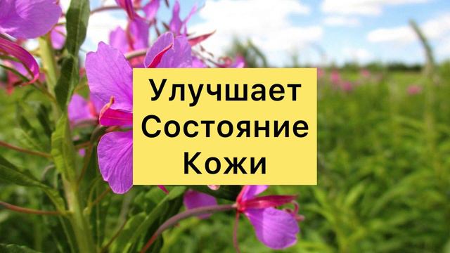 Чем Полезна Иван-Чай   Для Организма?