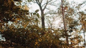 Beautiful Relaxing Music, Peaceful Soothing Instrumental Music, "Tropical Sunset" By Tim Janis