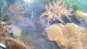 Кормление  кораллов в морском аквариуме