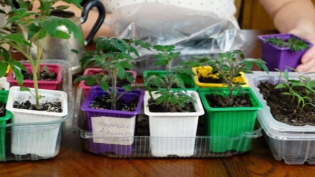 КАК ПОЛИВАТЬ РАССАДУ смотреть онлайн