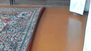 Скример кот