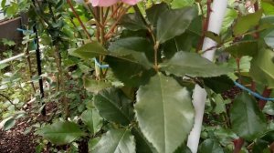 ?Роза Dream Weaver (Дрим Уивер) в моём саду!? Роза полный восторг!!!?