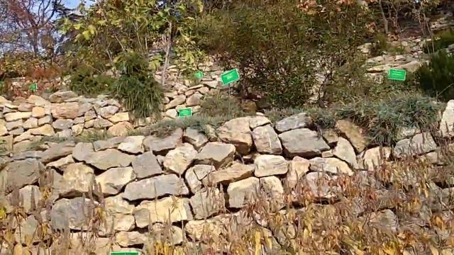 Роща Оливки Маслины в Никите сад смотреть онлайн