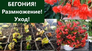 Бегония из черенка выращивание / пересадка и уход