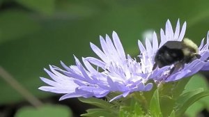 Bee on Stokes Aster flower