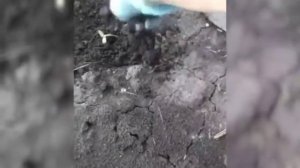 сажаем подсолнухи