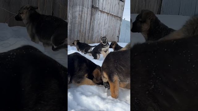 Щенки Восточно европейской овчарки , рождены 28.11.2022г. смотреть онлайн