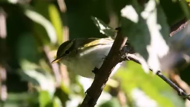 Голоса птиц в природе 5-1.Голоса уссурийской тайги. The song of birds смотреть онлайн