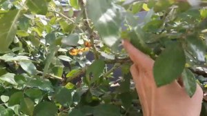 Плетистая роза Flammentanz.