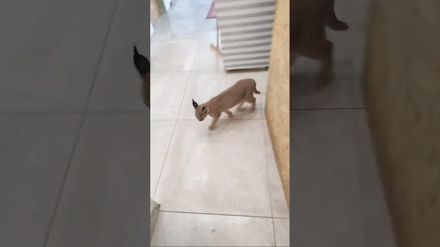 Уборка у Каракала Шани , Каракал ЗЮЗЯ помогает. смотреть онлайн