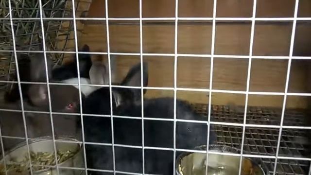 Ночной обзор . Зима в кроличьем городке 15 01 21#кролики #крольчата #клетки смотреть онлайн