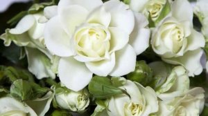 Кто любит, тот меня поймет...