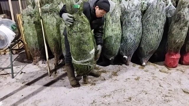 Пихта Нордмана