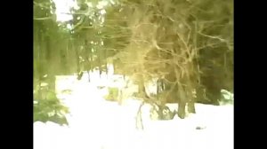 Жизнь в стиле Меркурий. Отдых в Карпатах.