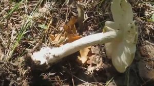 Грибное разнообразие. Есть все!!