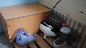 #Умный Кролик Строкач, немецкий пестрый Великан#