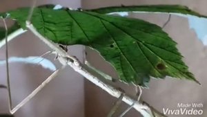 анамский #палочник ест листья малины