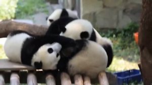 Милые и забавные пандочки (Cute and funny baby pandas).