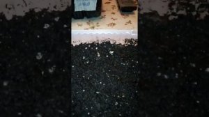 Сажаю семена цветов, прошедших стратификацию. Синеголовник, камнеломка, Вероника и вербена.