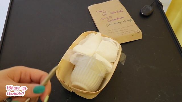 Unboxing a keiki - new genus for me! Orchid swap with my Instagram orchid friend 