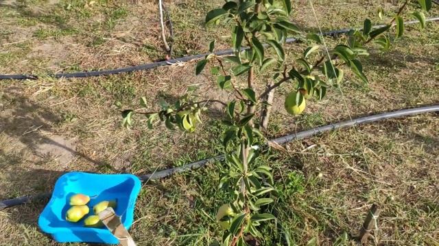 Первое плодоношение сорт Дюшес (Вильямс летний). Второй год после посадки смотреть онлайн