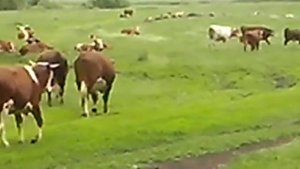 Быки симментальской породы на поле...