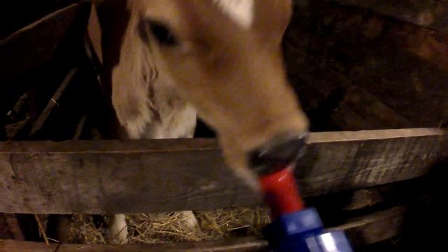 Кормлю телят молоком. смотреть онлайн