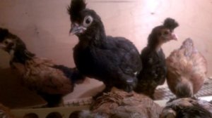 Павловские золотистые цыплята возраст 1 месяц