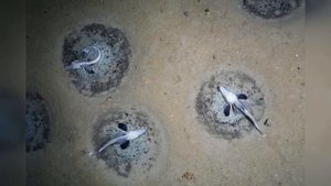 «Впечатляющее открытие» в Антарктиде: огромная колония ледяных рыб