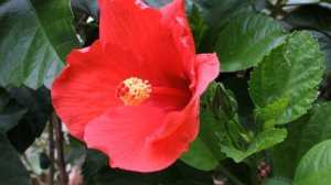 Hibiscus 4