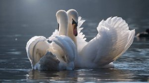 ГАРМОНИЯ |Harmony | РЕЛАКС-МУЗЫКА #relaxingmusic Mark Zuev #music #mark_zuev #romantic #music