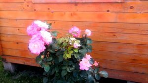 Роза Гожар, чайно-гибридная. Этапы цветения. 2020