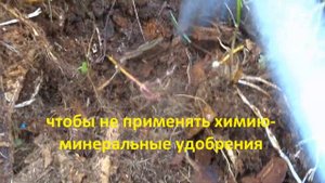 Почему засыхают завязи шиповника