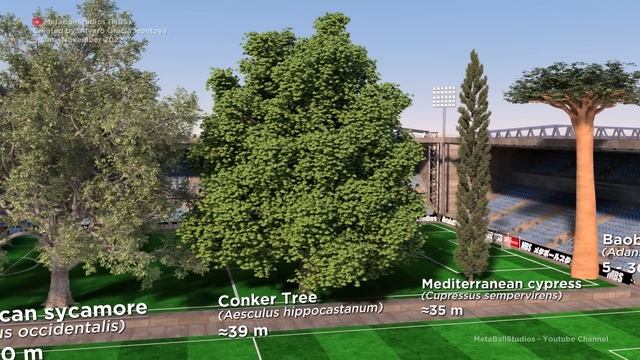 The Tallest TREES In The World ??? 3D Comparison
