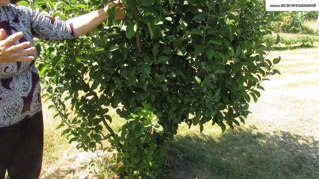 ДЕКОРАТИВНЫЙ ФОРМОВЫЙ САД. КАРЛИКОВЫЕ ПОДВОИ для яблонь. Как они выглядят. смотреть онлайн